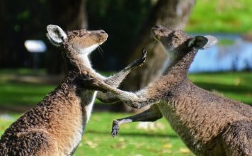 208 Citate Motivationale Amuzante – Citate Celebre