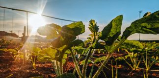 De ce unelte aveti nevoie pentru a planta o gradina