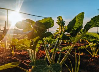 De ce unelte aveti nevoie pentru a planta o gradina