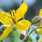 7 plante medicinale care pot fi toxice