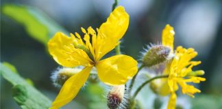 7 plante medicinale care pot fi toxice