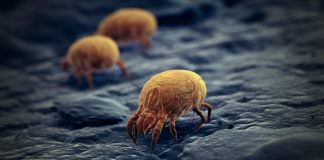 Acarieni: 9 moduri naturale de a scapa de ei
